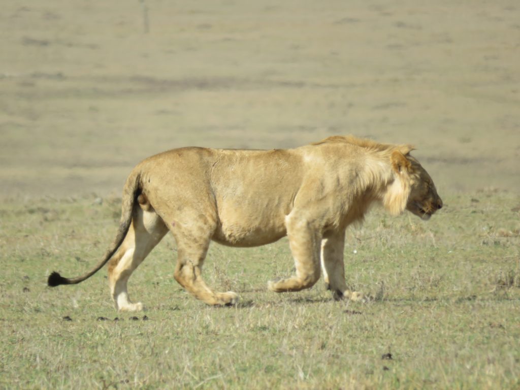 lion at masai mara