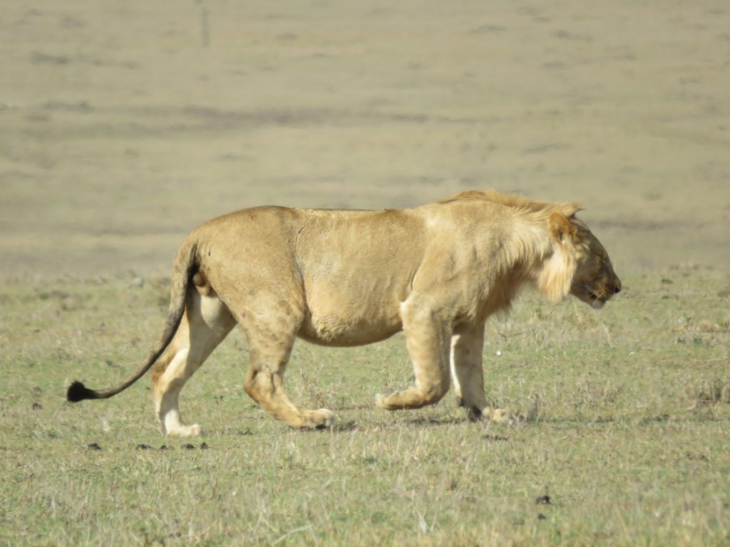 lion at masai mara