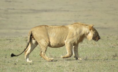 lion at masai mara