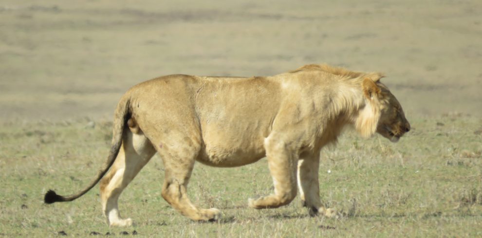 lion at masai mara