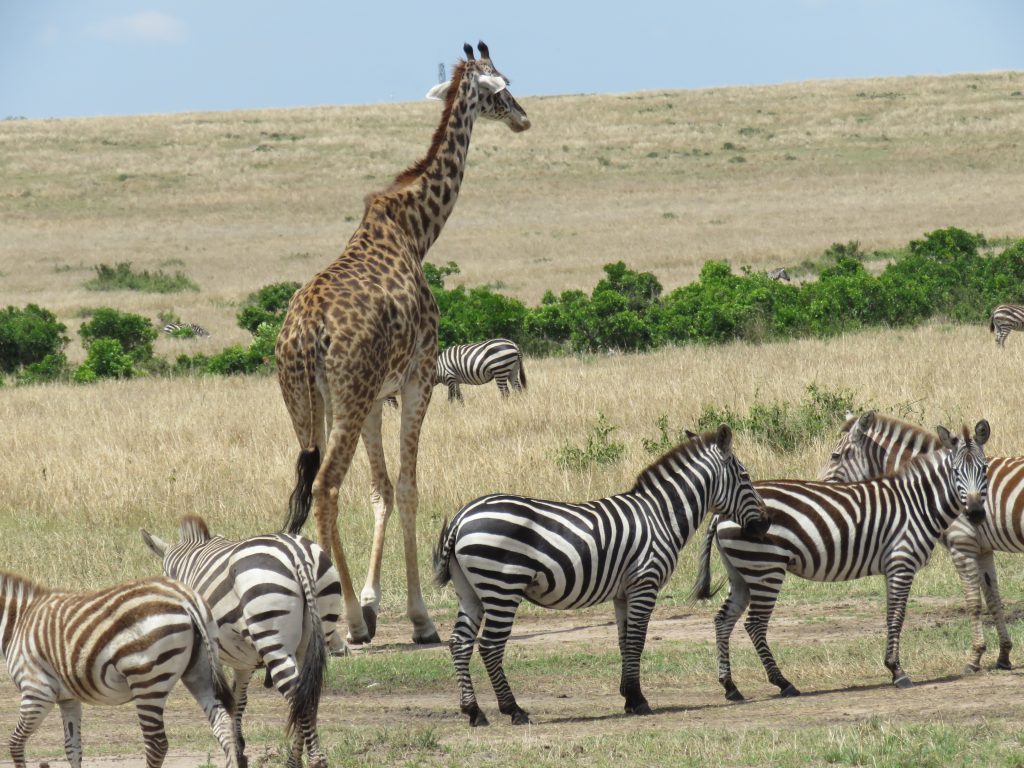 animals at masai mara