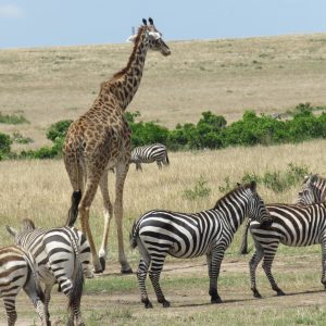 animals at masai mara