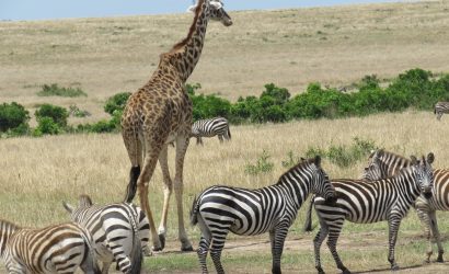 animals at masai mara