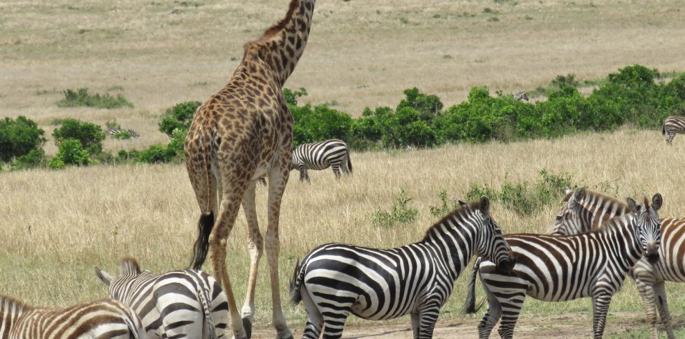 animals at masai mara