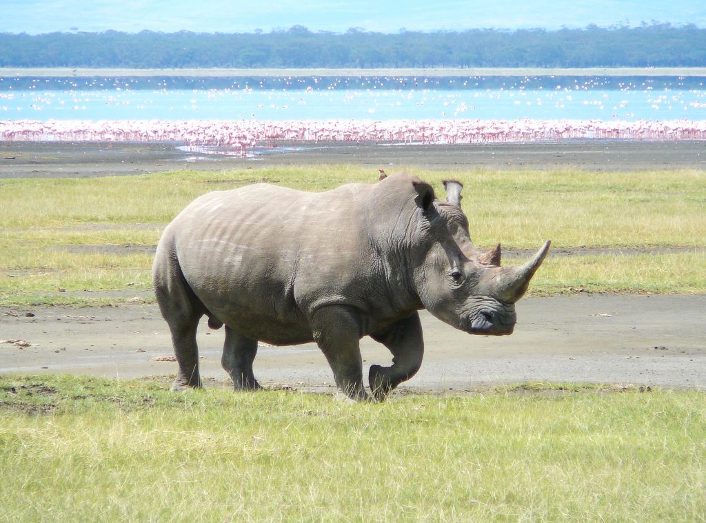 rhino at lake nakuru national park