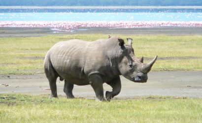 rhino at lake nakuru national park