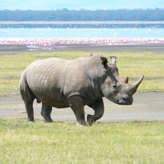 rhino at lake nakuru national park