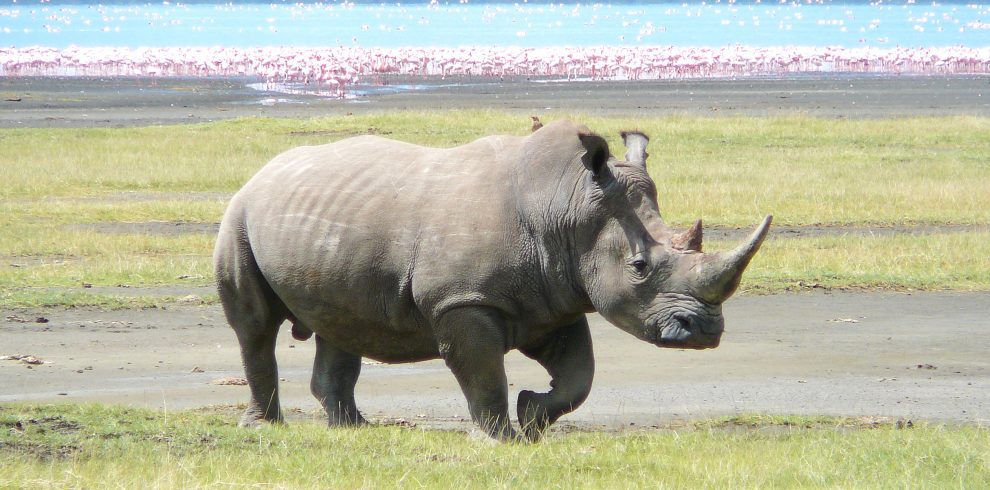 rhino at lake nakuru national park