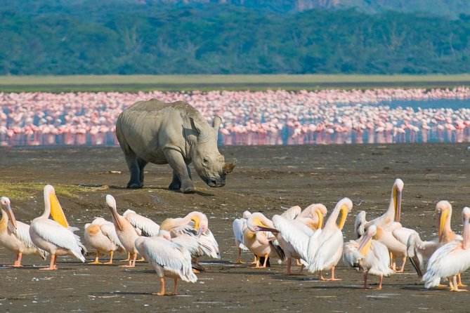 Lake-Nakuru-NationaL-pAEK