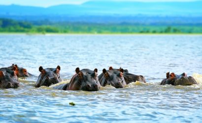 hippos at lake naivasha