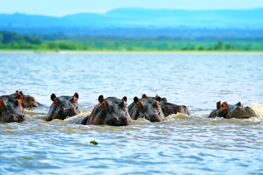 hippos at lake naivasha