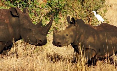 Rhinos at ol pejeta conservancy