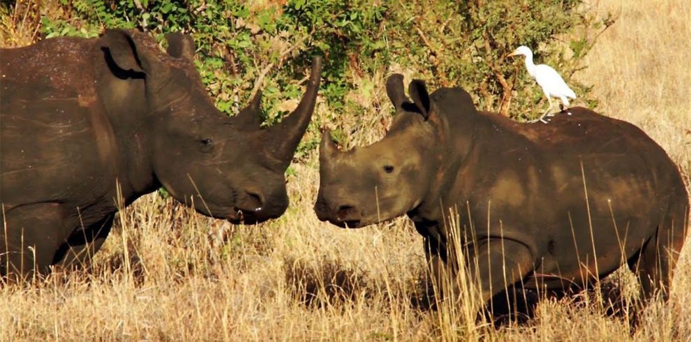 Rhinos at ol pejeta conservancy