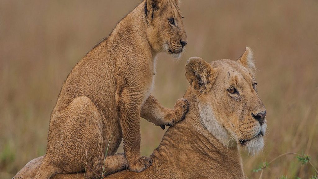 Meru-National-park-1200×675