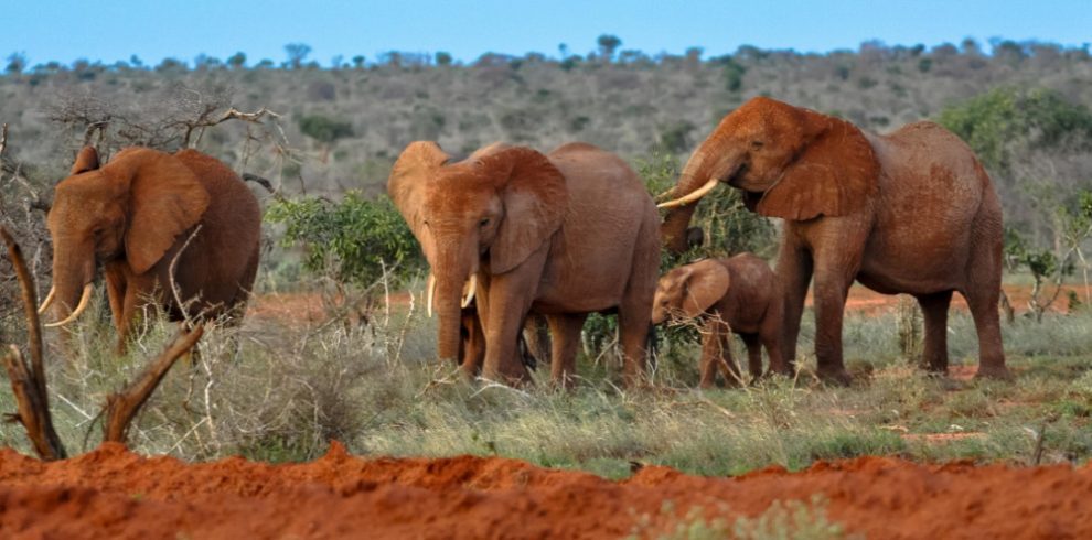 elephants in Tsavo east africa