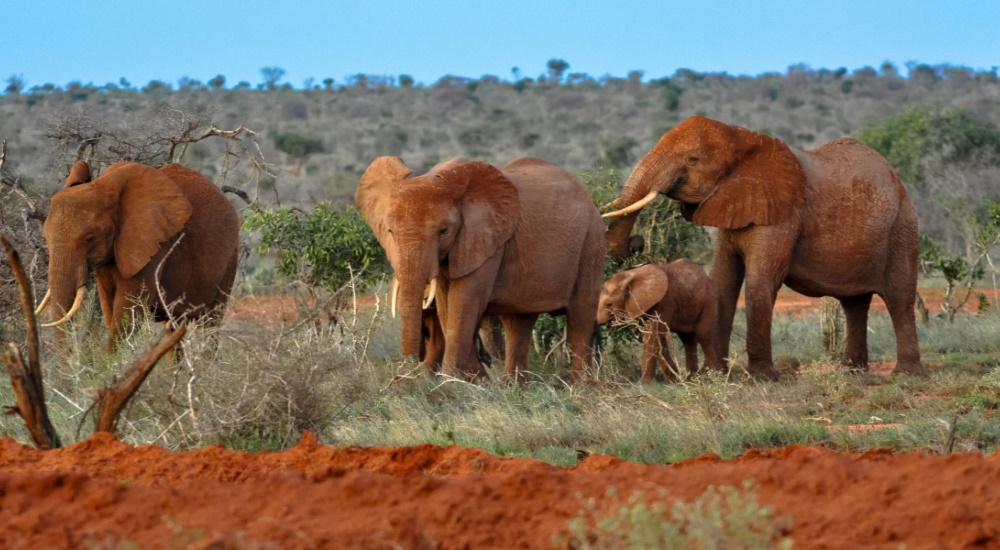 elephants in Tsavo east africa