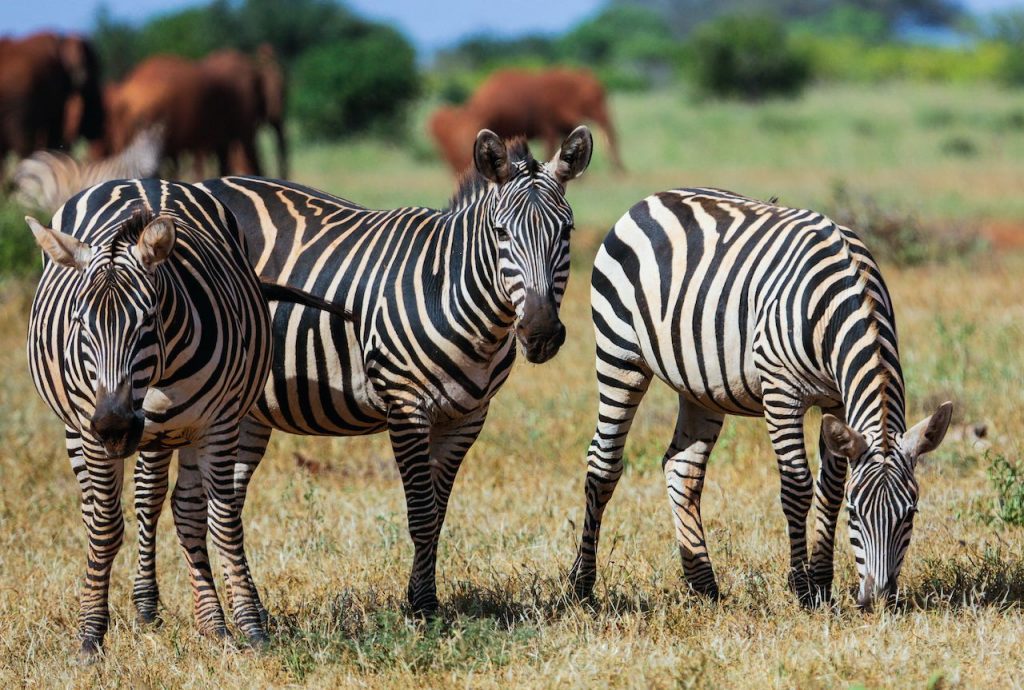 Tsavo-East-National-park