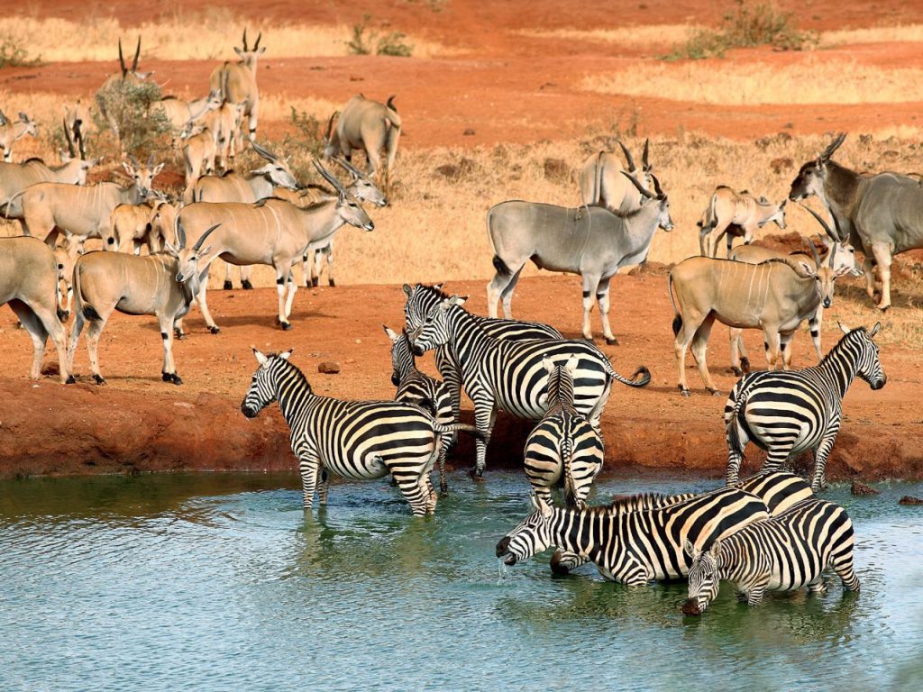 animals in a watering hole in africa ngorongoro crater