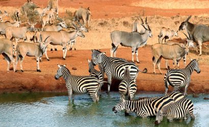 animals in a watering hole in africa