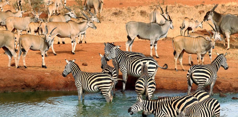 animals in a watering hole in africa ngorongoro crater