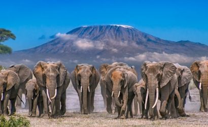 elephants at amboseli national park