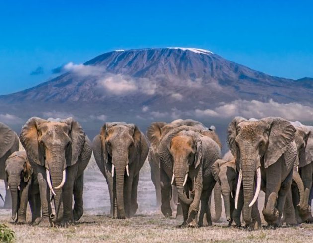 elephants at amboseli national park