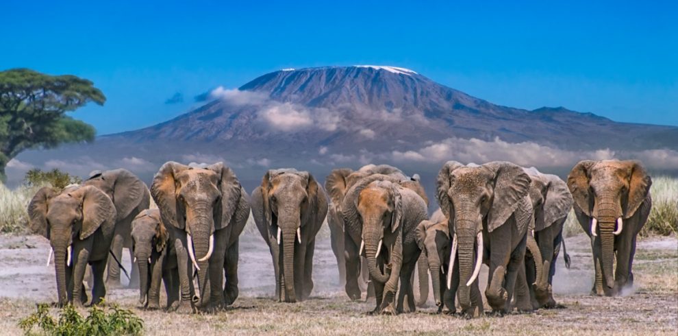 elephants at amboseli national park