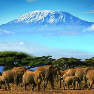 elephants in amboseli national park and mount kilimanjaro background