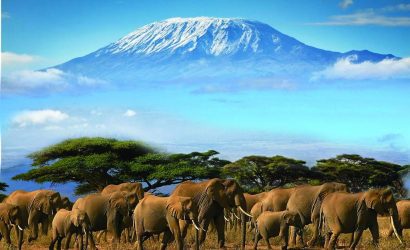 elephants in amboseli national park and mount kilimanjaro background