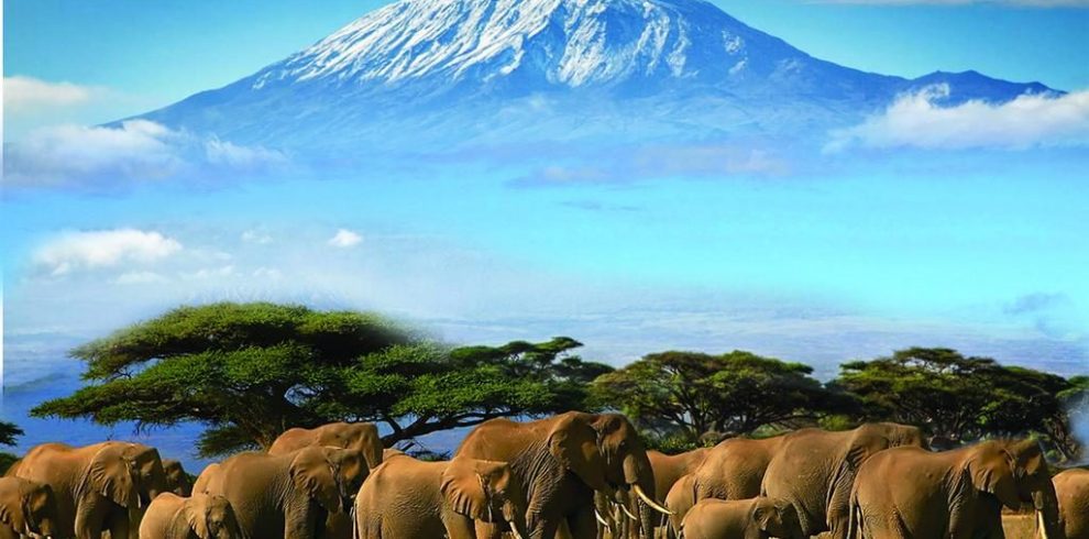 elephants in amboseli national park and mount kilimanjaro background