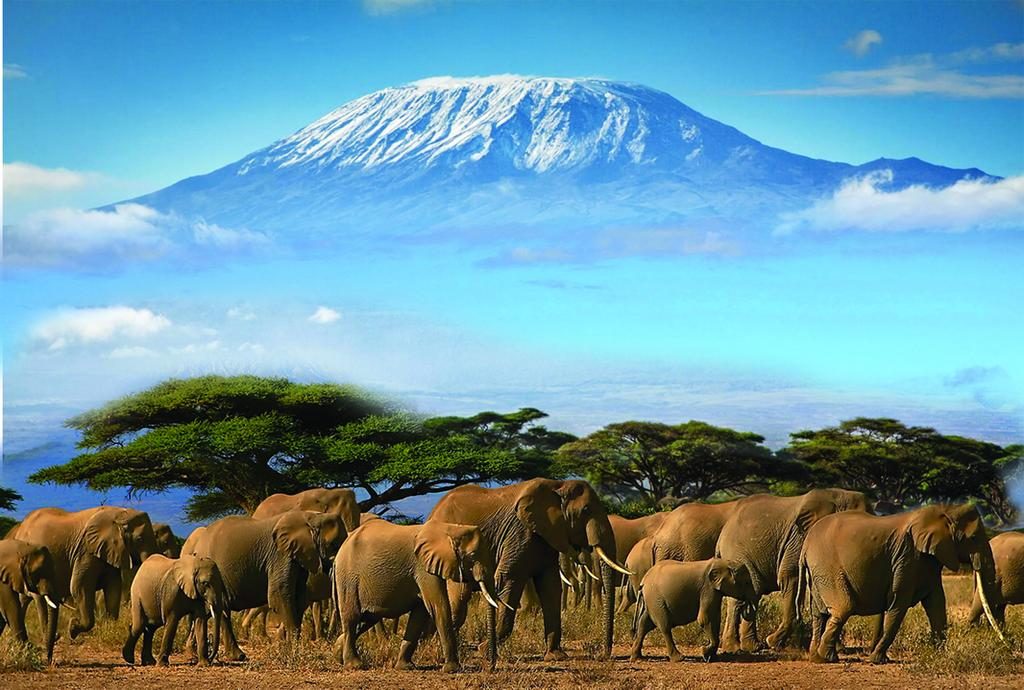 elephants in amboseli national park and mount kilimanjaro background