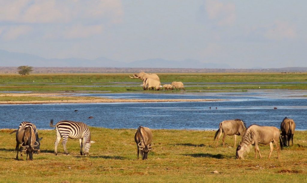 animals at lake nakuru national park