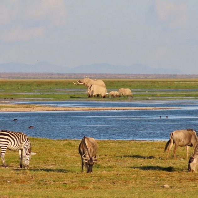 animals at lake nakuru national park