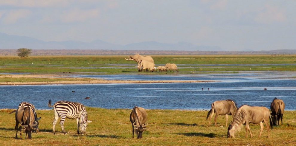 animals at lake nakuru national park