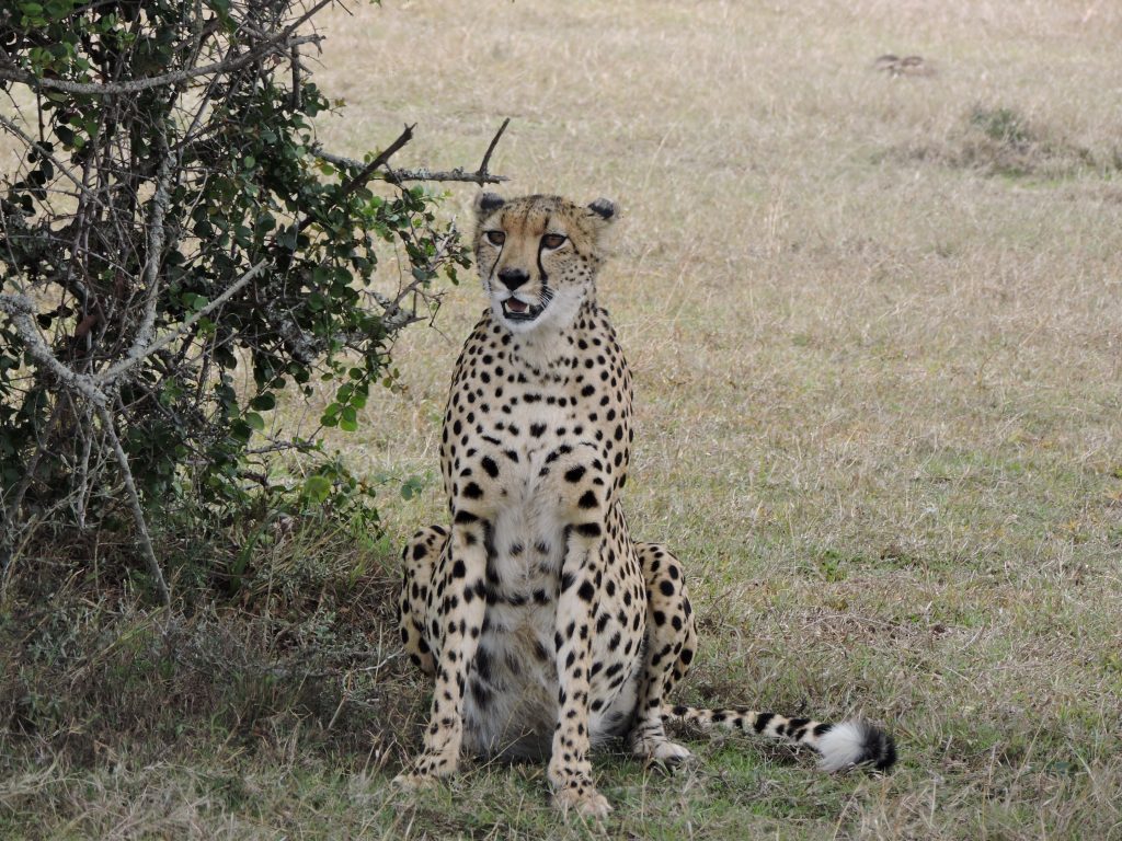 cheetah at samburu