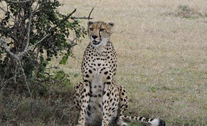 cheetah at samburu