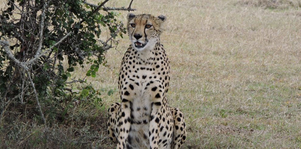 cheetah at samburu
