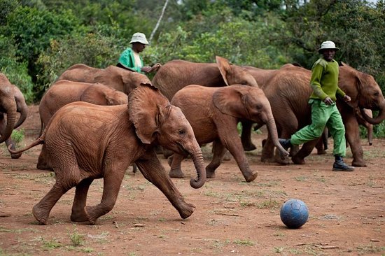 david-sheldrick-wildlife