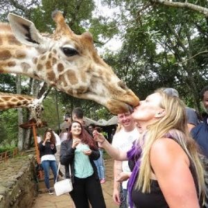 tourist kissing giraffe at nairobi giraffe centre