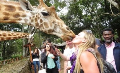 tourist kissing giraffe at nairobi giraffe centre