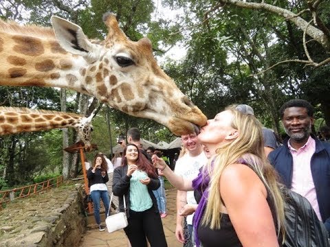 tourist kissing giraffe at nairobi giraffe centre