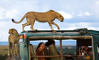 cheetahs on african safari