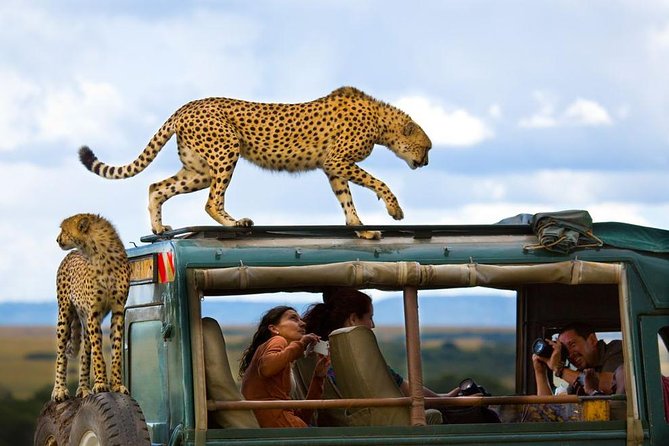 cheetahs on african safari