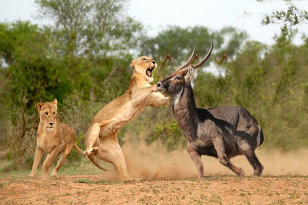 lion hunting at samburu