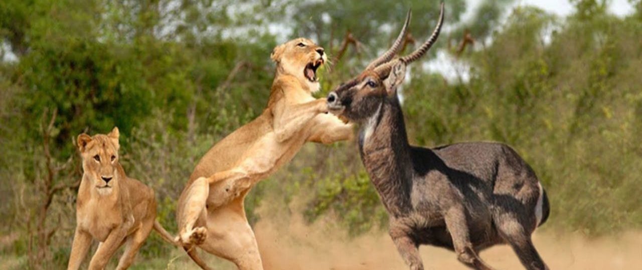 lion hunting buffalo during travel in Kenya