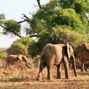 elephants at samburu reserve