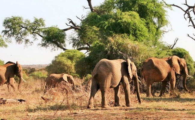 elephants at samburu reserve