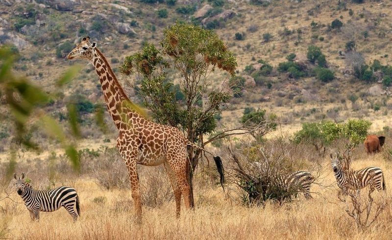 Giraffe in african safari
