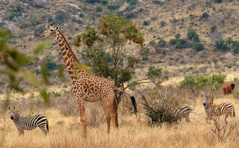 Giraffe in all inclusive africa safari