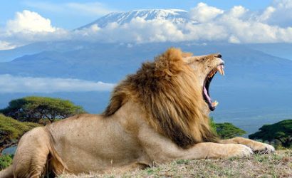 lion in amboseli kenya